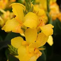 Ukanda Canna Lily Plant Imported Excellent Quality Yellow Colour Canna Lily, Canna indica Flower Bulbs for Home Outdoor Gardening Plants.-thumb1