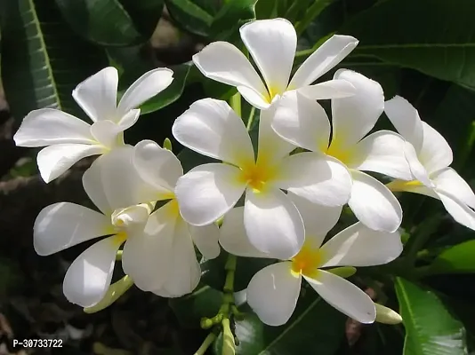 Ukanda Jasmine Plant jasmine plant 7078-thumb0