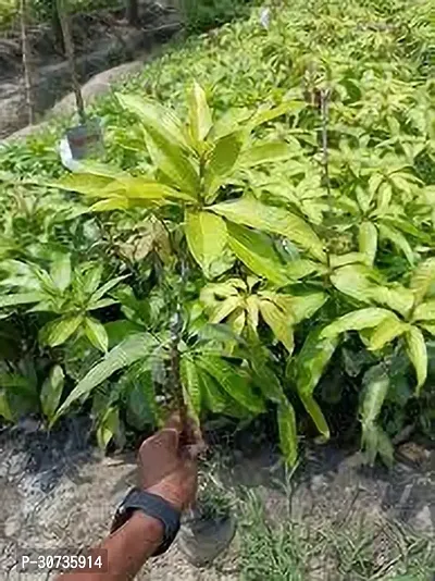 Ukanda Mango Plant Mango plant weer-thumb0