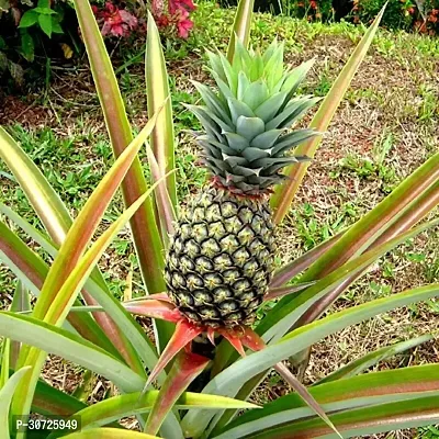 Ukanda Pine Apple Plant PINE APPLE PLANT-thumb0