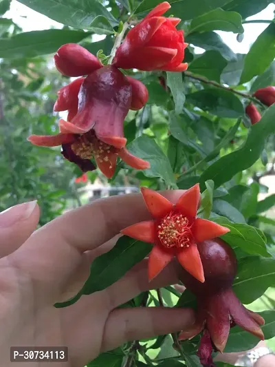 Ukanda Pomegranate Plant importedPomegranate Plant-15-thumb2