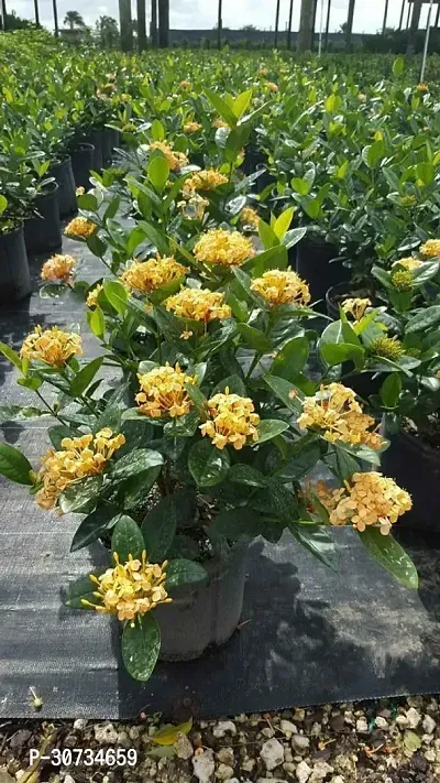 Ukanda Trothic IxoraChethi Plant IxoraRongonaJasminesChethi Flower Live Plant v77-thumb0