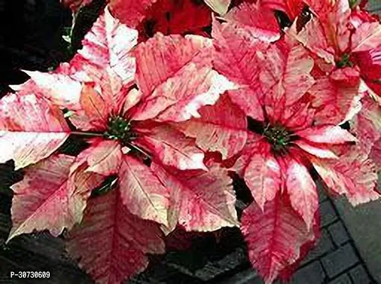 Ukanda Poinsettia Plant pink poinsettia plant Bp1-thumb0