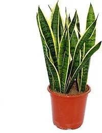 Ukanda Money Plant WoodGibbsGifts-WB-279-thumb1