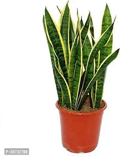 Ukanda Money Plant WoodGibbsGifts-WB-279-thumb2