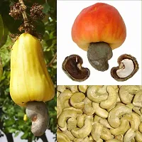 Ukanda Cashew Plant zzz badam-thumb1