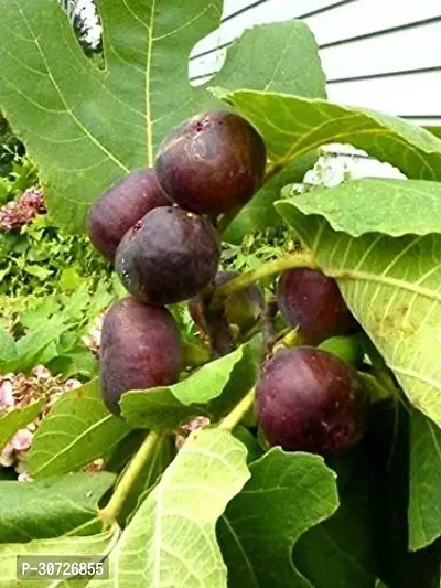 Ukanda GularCluster Fig Plant Turkish Fig Live Plant Produced by Air Layered Method CF1067891-thumb0