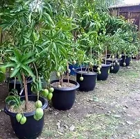 Ukanda Mango Plant Ent-Live -Plants - 285-thumb2