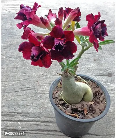 Ukanda Adenium Plant E-GRDN_48-thumb0