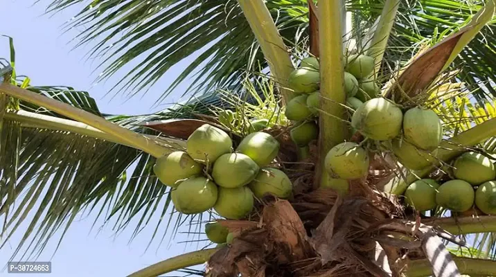 Ukanda Coconut Plant Hybrid DXT Dwarf Coconut Plant A13-thumb0