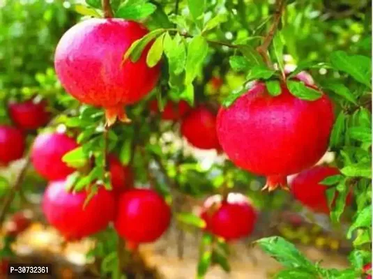 Ukanda Pomegranate Plant Hybrid Anar Live Plant_15-thumb0