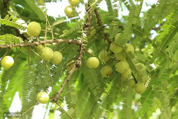 Ukanda Amla Plant Amla-thumb0