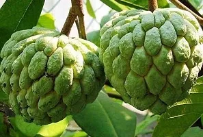 Ukanda Custard Apple Plant Custard Apple Balanagar Green Sugar Apple Sitafal Ata Fruit Grafted Live PlantsTree(1-1.5 Ft Size)-thumb1