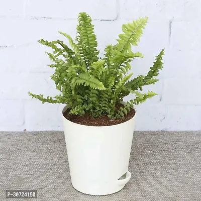 Ukanda Fern Plant fern50-thumb0