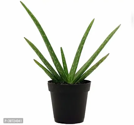 Ukanda Aloe Vera Plant aloevera Live plant-thumb0