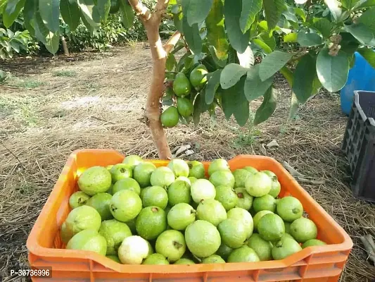 Ukanda Guava Plant GUAVA PLANT DDRRTT-thumb3