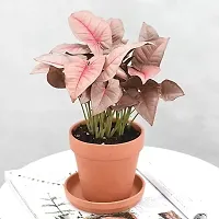 Ukanda Syngonium Plant Pink Syngonium-thumb2