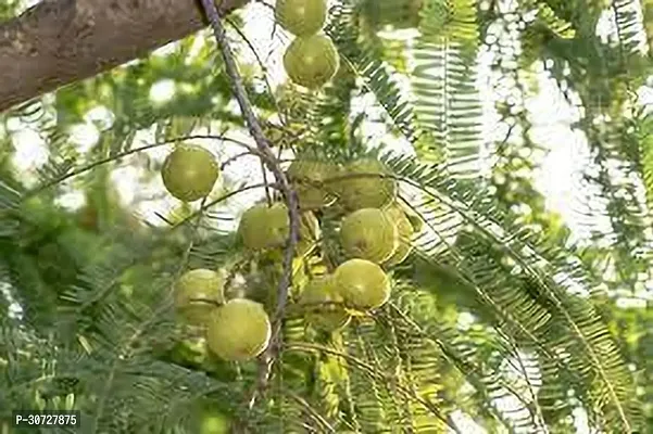 Ukanda Amla Plant AMLA PLANT BBF-thumb0