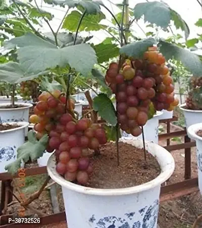 Ukanda Grape Plant Seedless Deep-Red Grape Fruit Live Plant For Gardening (1 Healthy Plant)-thumb0