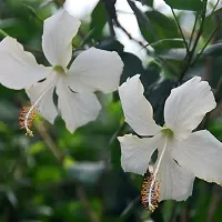 Ukanda Hibiscus Plant Hybrid White hibiscus plant36-thumb1