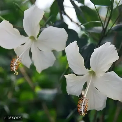 Ukanda Hibiscus Plant Hybrid White hibiscus plant36-thumb2