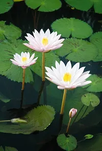 Ukanda Lotus Plant Rare Water Lily Flower Live Plant-thumb2