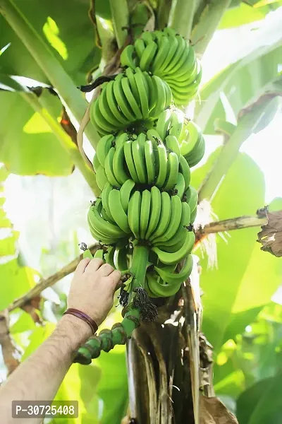 Ukanda Banana Plant Nalikrd banana plant-thumb0