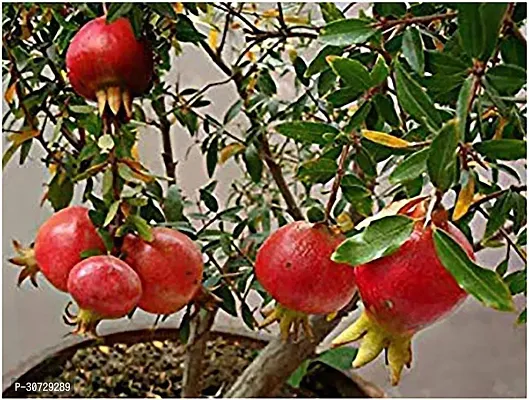 Ukanda Pomegranate Plant Live Bonsai Dwarf Pomegranate Afghan varietys-thumb0