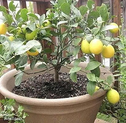 Ukanda Lemon Plant Tropical Rare Exotic fruitMeyer Lemon Dwarf Citrus Fruit Plant (1 Healthy Air Layering Live Plant)s-thumb0