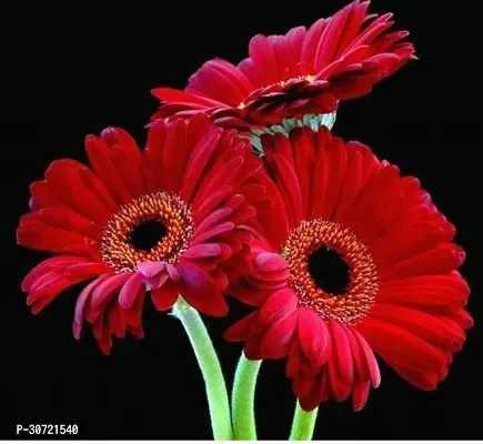 Ukanda Gerbera Plant Gerbera red-thumb0