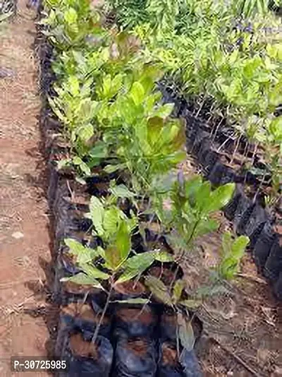 Ukanda Cashew Plant KAJU PLANT FFE1-thumb0