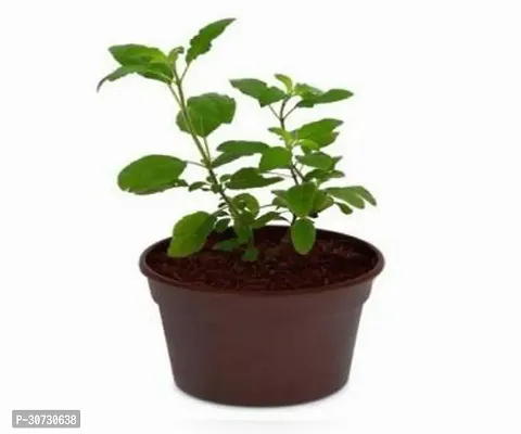 Ukanda Tulsi Plant Ent-Live -Plants - 190-thumb0