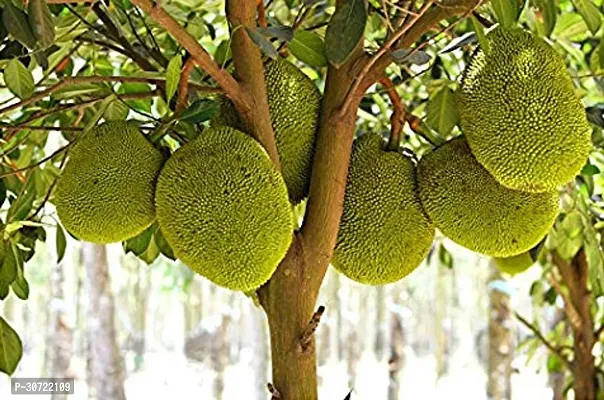 Ukanda Jackfruit Plant Hibrid Jackfruit Plant-thumb0