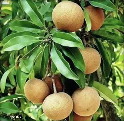 Ukanda Chiku Plant Live Fruit Plant Manilkara Zapota,Sapodilla, Sapota, chikoo, Chico, Naseberry, or Nispero Sapota Chikoo SapotaChikoo Healthy (Thailand Variety) for Home and Outdoor Garden.-thumb0