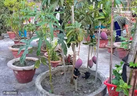 Ukanda Mango Plant Gulab Khaas Mango Plant.-thumb0