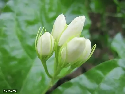 Ukanda Jasmine Plant Jasmine Flower Plant (08)-thumb0