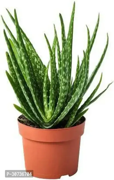 Ukanda Aloe Vera Plant Aloevera plant Green pack of 1-thumb0