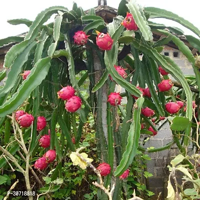 Ukanda Dragon Tree RED DRAGON FRUIT PLANNT ROOFGARDEN-thumb0