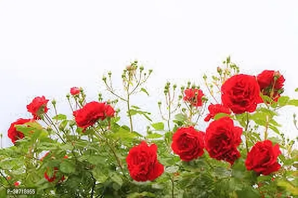 Ukanda Rose Plant ROSE PLANT Z4-thumb0