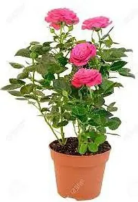 Ukanda Rose Plant Pink Rose Plant-thumb1