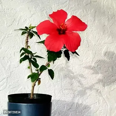 Ukanda Hibiscus Plant Deshi HIBISCUS flower plant-thumb0