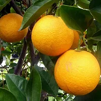 Ukanda Orange Plant ORANGE SWEET LEMON PLANTS-thumb1