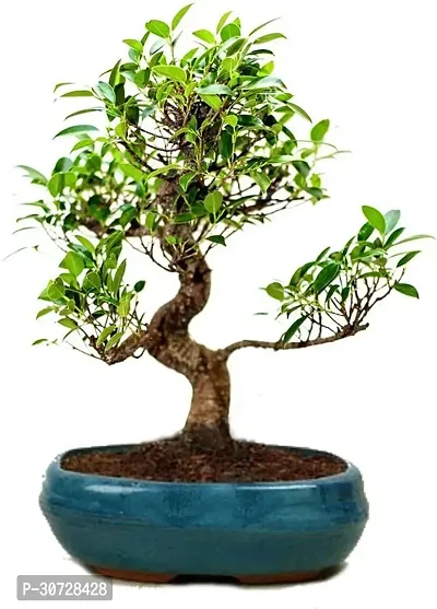 Ukanda Ficus Bonsai Plant CFGV94-thumb0