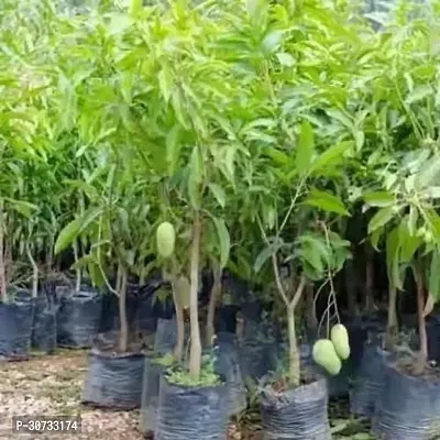 Ukanda Mango Plant Sweet Live Grafted White Angel Mango Plant.-thumb0