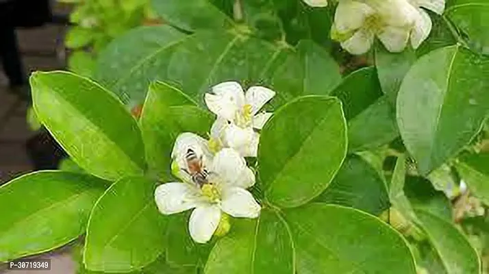 Ukanda Madhu Kamini Plant Madhu Kamini Plant-2-thumb0