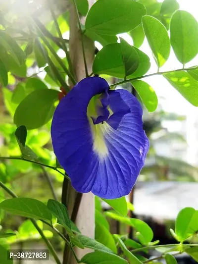 Ukanda Aparajita Butterfly Pea Plant aparajita plant-thumb3