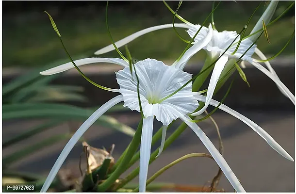 Ukanda Lily Plant Saraswati Gardens Crinum Lily white Live Plant 1 Healthy Live Plant With Plastic Bag-thumb0