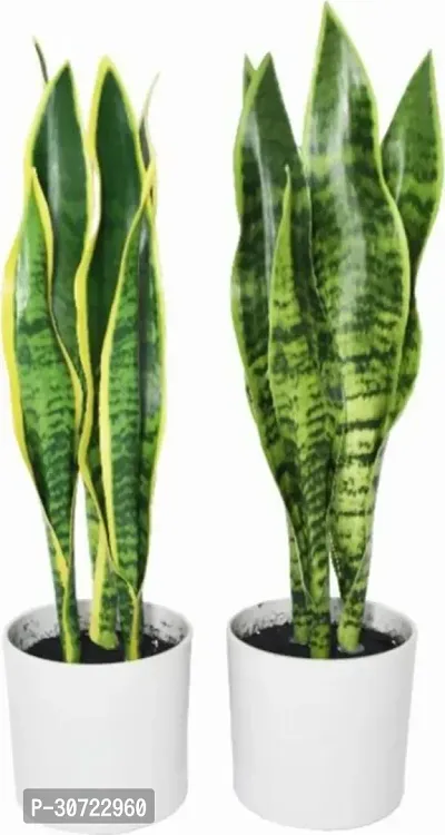 Ukanda Snake Plant Snake Plant YT110-thumb0