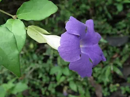 Ukanda Thunberjia Plant Blue AllamandaThunbergia Erectablue trumpet Vine evergreen wineBlue Skyflower-thumb2