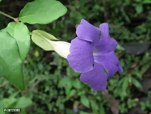 Ukanda Thunberjia Plant Blue AllamandaThunbergia Erectablue trumpet Vine evergreen wineBlue Skyflower-thumb3